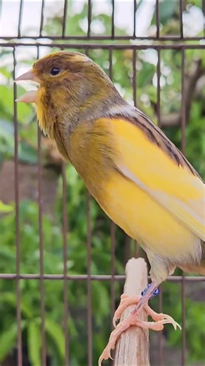 singing canary | birds sound #bird #canary #birdsong