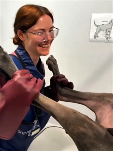 funny dogs #dog #funnypets #funnyvideo #funnyanimals #fyp | Dogs Funny Animals