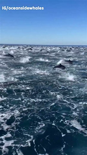 Why Dolphins Swim Together in Massive Superpods?