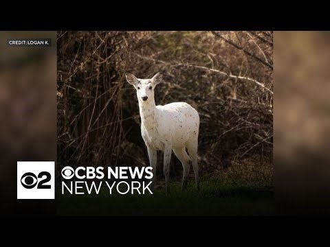 Long Island photographer captures images of rare piebald deer
