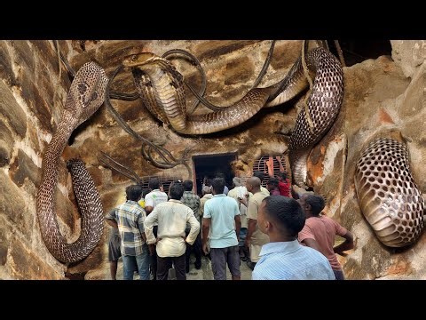 आप सोच भी नहीं सकते कहां छुपा था, Venomous Cobra Snake Rescue in India