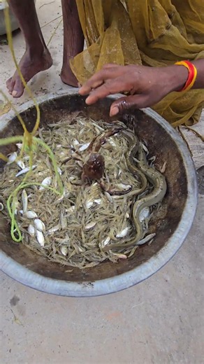 Huge catch of lots of prawns and eel from Hazara Canal 🪱🦐🦐 #fishhunting2 #fishing