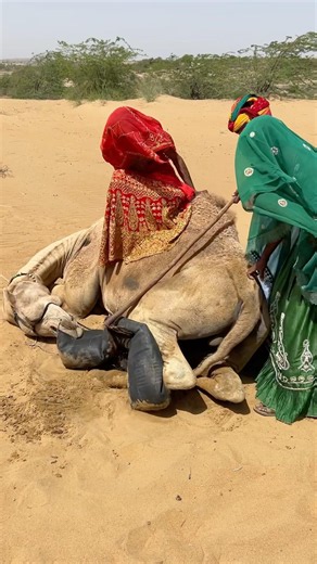 في قلب الصحراء، يعمل مزارع وزوجتاه معًا لمساعدة جمل، ويعلّمونه الصبر من خلال عملهم الهادئ. 🐪🌿