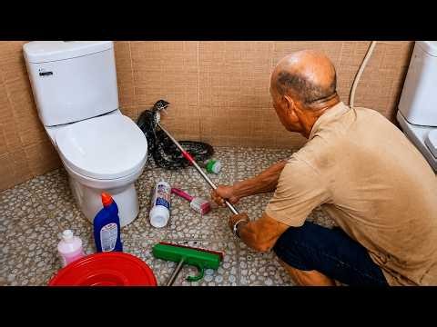 Man Safely Catches Aggressive Snake Hidden in Bathroom Corner | Incredible Snake Rescue!
