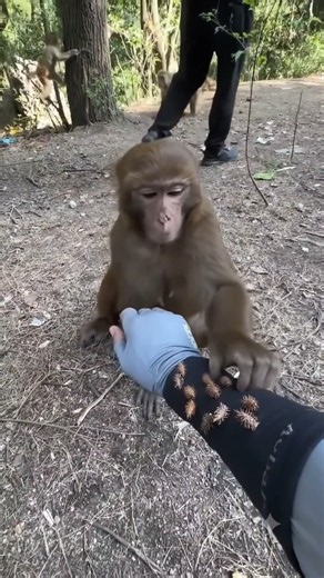 Monkey King Pulls Out the Thorn So Fast! 😍🐒❤️