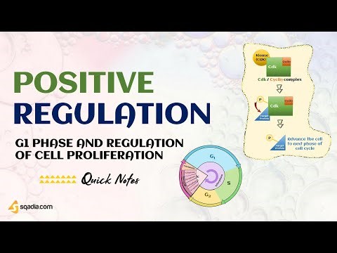 G1 Phase and Regulation of Cell Proliferation | Positive Regulation
