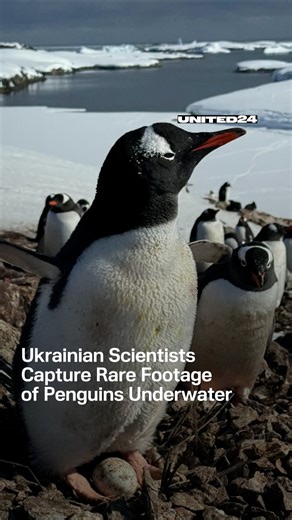 UNITED24Media on Instagram: "Ukrainian researchers from @antarcticcenterua have released rare underwater footage of penguins. They said a GPS tracker and a camera were safely and harmlessly attached to the penguin’s back. The video shows how penguins hunt for krill, release air from beneath their feathers to glide more easily through the water, and move underwater much like birds in flight."