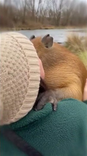 Capybara Loves His Savior 💖