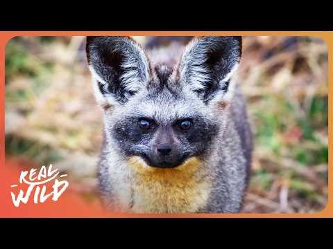 The Tiny Predator That Can Live Without Water