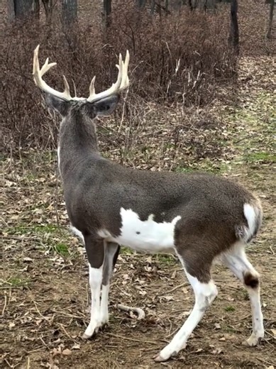 Discover Unique Animal Facts on Disney Channel