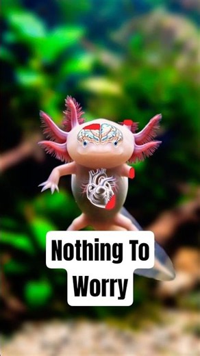 Axolotls Don't Fear Getting Ripped Apart 😱Why