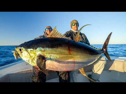 GIANT Yellowfin Tuna! Catch Clean Cook (Venice Tuna Fishing)