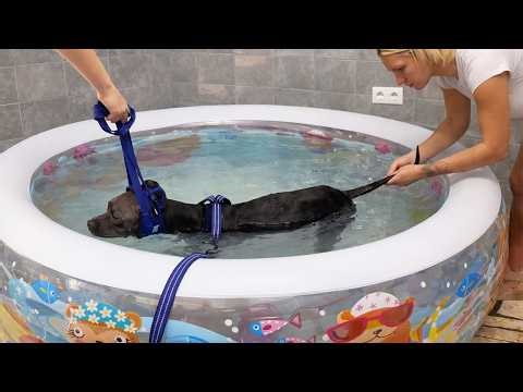 Abandoned Puppy Found Freezing in a Blizzard Fights Through Illness and Learns to Walk Again