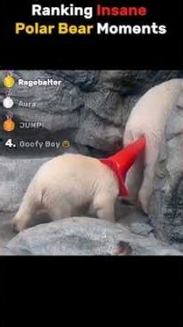 Insane Polar Bear Moments Ranked