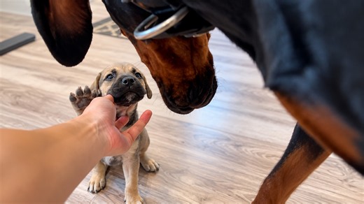 Golden Retriever Helps Tiny Rescue Puppies Feel Safe