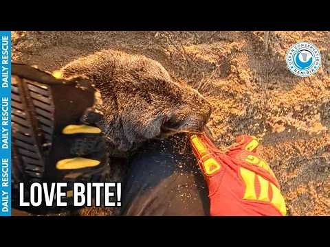 This Angry Seal Bit Antoine Hard During a Rescue Run!