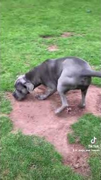 Cane Corso Banjo.