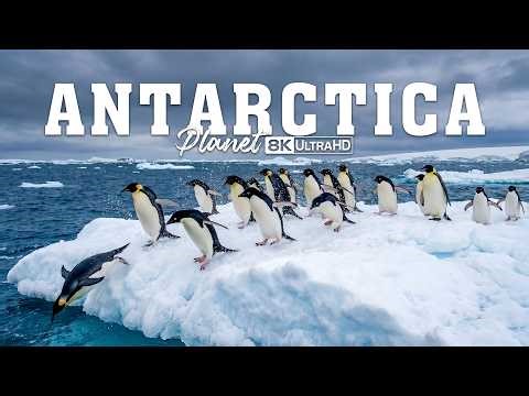 Antarctic Wildlife | Who Rules the Most Extreme Kingdom on Earth? | 4K Ultra HD