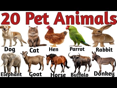 20 पालतू जानवरों की दुनिया |20 Pets Names in English for Kids Early Learning and Vocabulary Building