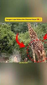 Dolan Sang Singa Raja Balas Dendam atas Kematian Ayahnya, Raja Kando!