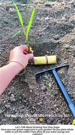Planting Sugarcane Seedlings – Burying Stalks with a Shovel 🌾