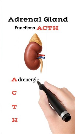 Adrenal Gland function