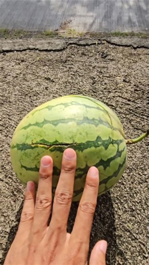 Experiment: Will a Watermelon explode after falling from the Building??