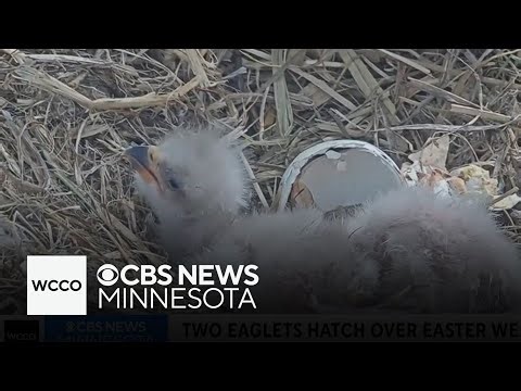 2 bald eaglets hatch over Easter weekend