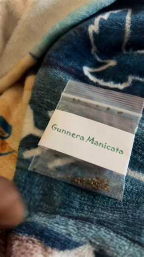 Gunnera Manciata -AKA giant rhubarb, but it’s NOT edible . #fyp #foryourpage