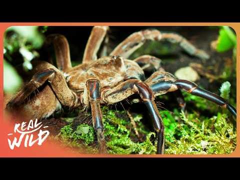 The Spider The Size Of A Dinner Plate