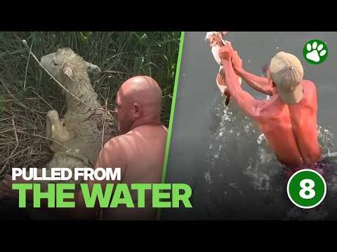8 Animals Pulled From the Water by Total Strangers