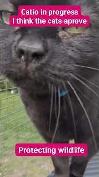 Catio in progress protecting wildlife 😺 Cats approve