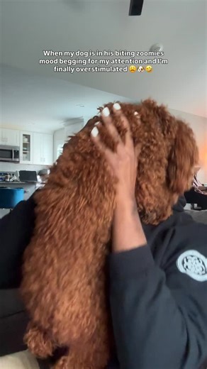 8K views · 797 reactions | This beetch’ll be mad if I bite his dog ess back 🐶🤣 #inthemixwithtwixt Side note, I still need that unedited Tyra Banks VS. Tiffany fight on Top Model still to this day 👀🙈☕️📺🍿 #olivertwixt #dogs #americasnexttopmodel #petowner | Oliver Twixt | Facebook