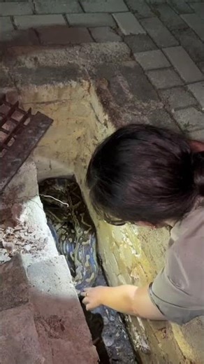 This beautiful Southern African Rock Python is such a blessing to behold🐍 #wildlife #nature #snake