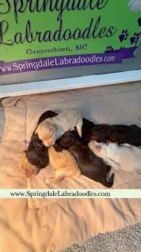 “Love on the Bayou” adorable puppies-2 weeks old- Australian Labradoodles