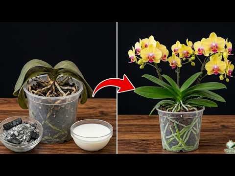Do this: Orchid roots explode, New shoots develop vigorously after 1 month!
