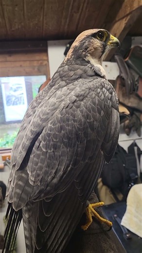 CLOSE-UP ON LANNER FALCON