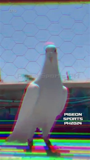 White racer #pigeon #kalapati #birds #kabootar #pigeons #kabutar #racingpigeon #animals #fyp