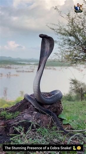 The Stunning Presence of a Cobra Snake! 🐍😲#CobraSnake #Wildlife #NatureLovers