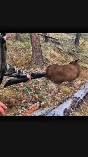 Гигантский медведь в тайге | Напряжённый момент #BearHunting #Hunting #RussianTaiga