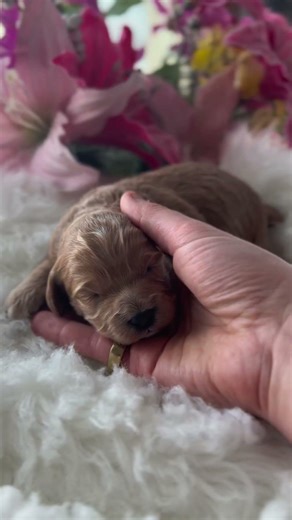 Our 5 Baby Cockapoos🧡