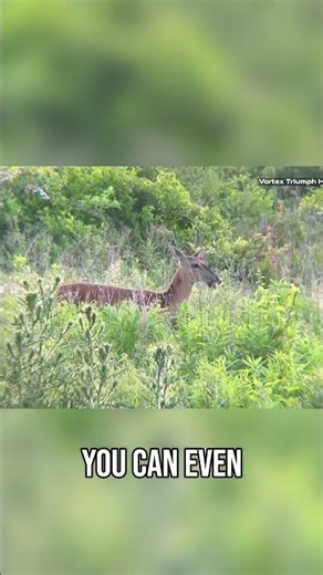 Deer Vision Incredible Detail at 100 Yards!