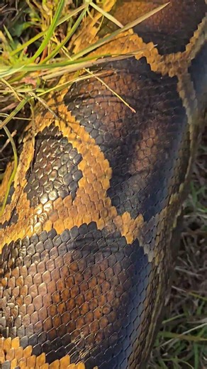 GIANT PYTHON GLOWING IN FLORIDA SUN!