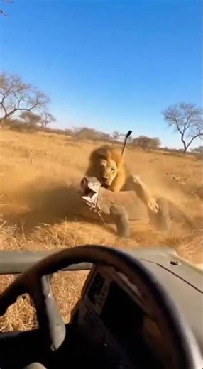 Lion vs. Giant Monitor Lizard: Intense Fight Next to Safari Jeep! #LionAttack #LizardFight