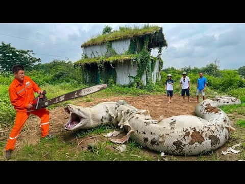 Anaconda Snake Attack Boys In Forest | Chainsaw Goes Head-to-head With GIANT Albino Python.