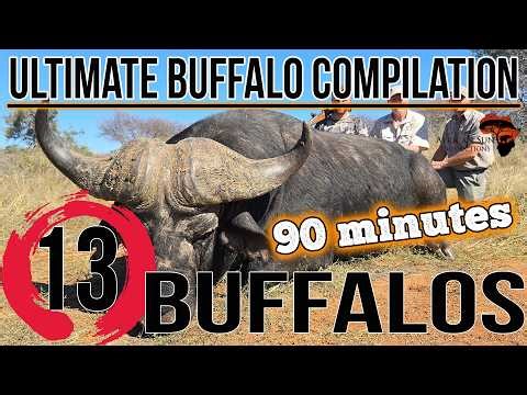 Cape Buffalo Compilation | Close Encounters & Intense African Wildlife Action