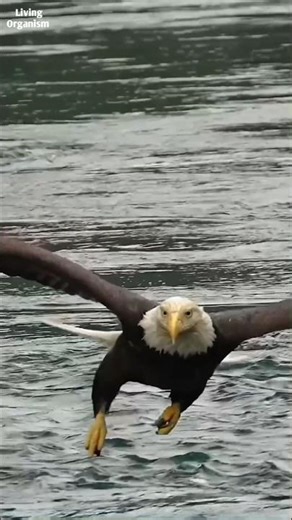 The Most Dangerous Journey in the Sky!