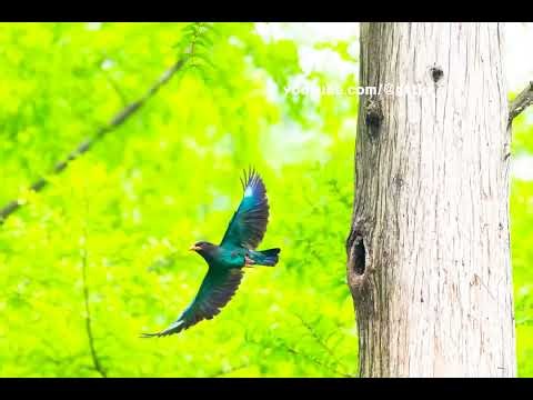 혁이, 파랑새, Oriental dollarbird, 파랑새목 파랑새과 파랑새속
