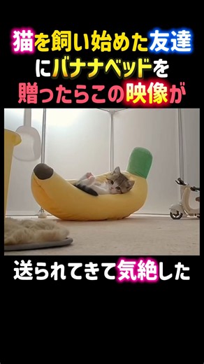猫を飼い始めた友達にバナナベッドを贈ったらこの映像が送られてきて可愛いすぎて気絶した。 #癒し #可愛い #猫 #愛猫 #子猫 #cat #shorts