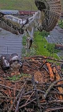 Meet "Clark" The Osprey, Iris's Mate At The Hellgate Osprey Nest